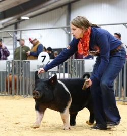 Champion Hamp Gilt