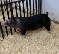 Reserve Berkshire