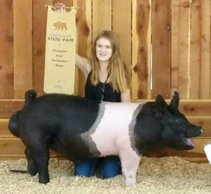 Champion Hampshire Boar