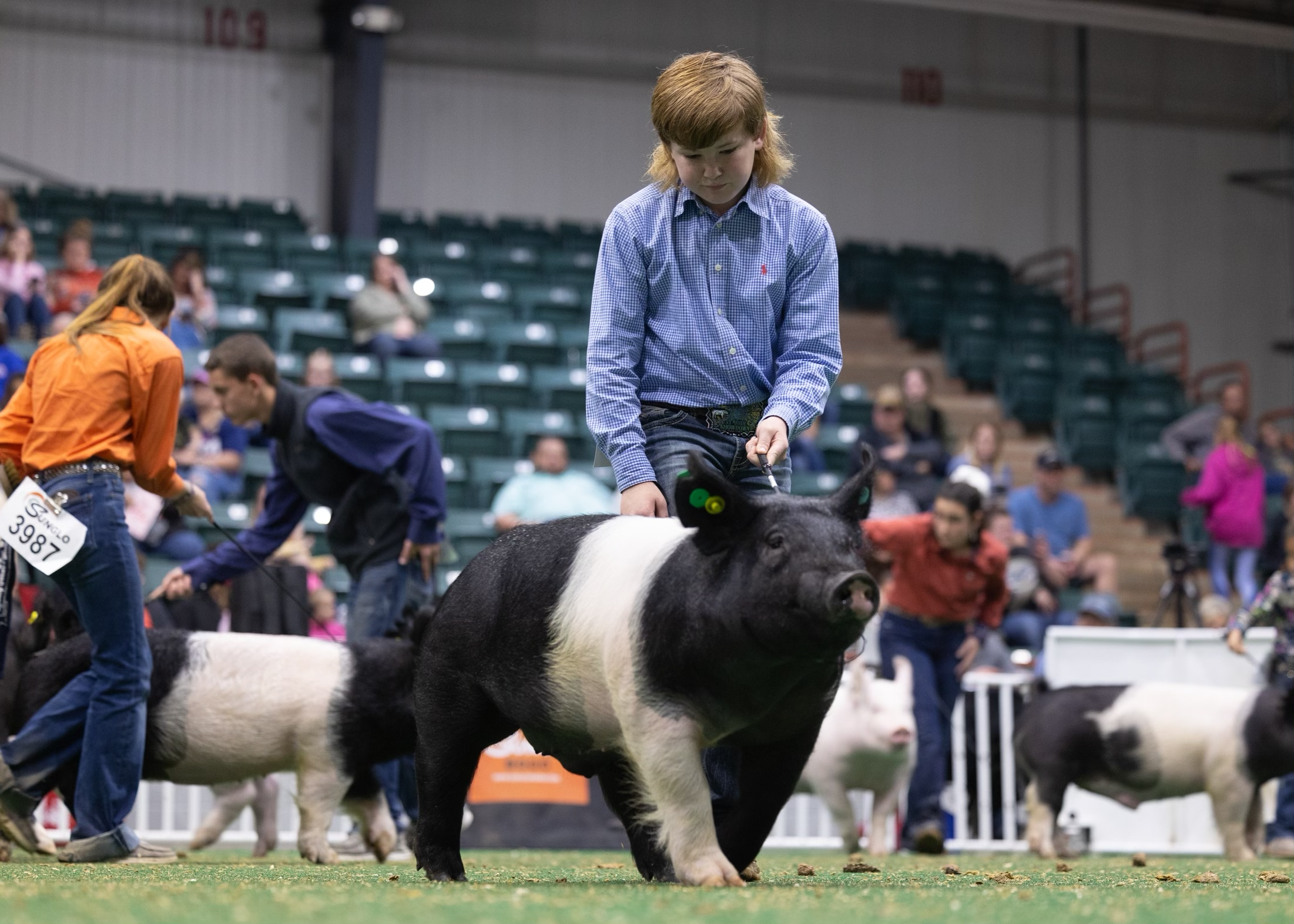 2nd Place Class 1 Hampshire Barrow