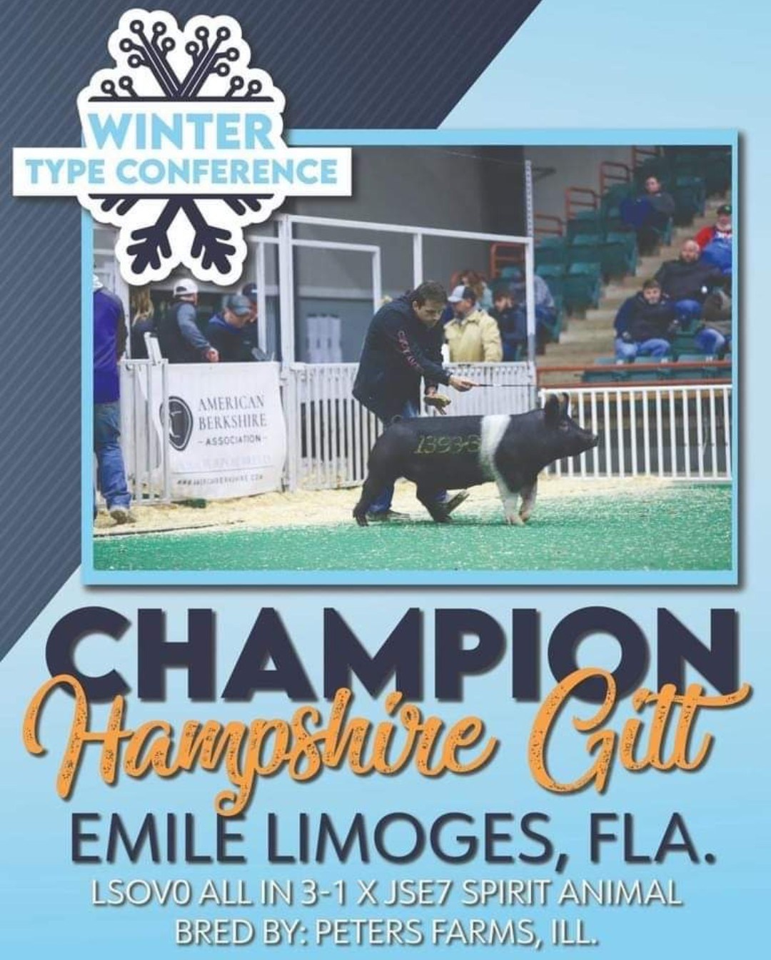 Champion Hampshire Gilt