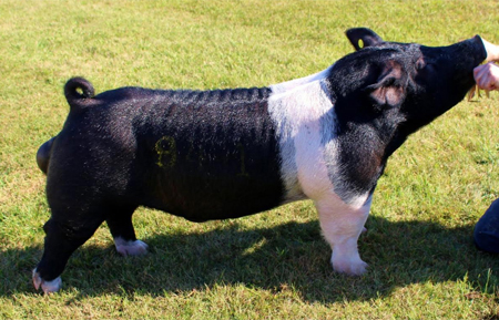 2nd Top-Selling Hamp