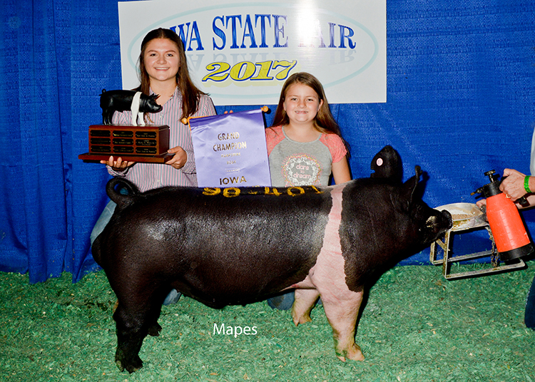 Champion Hamshire Boar