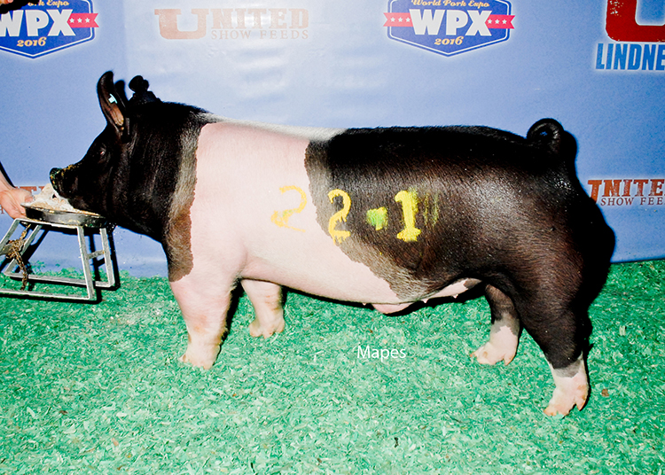 Class Winning Hamp Boar