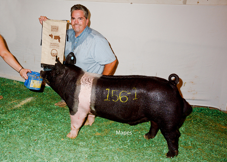 Reserve Champion Hampshire Boar