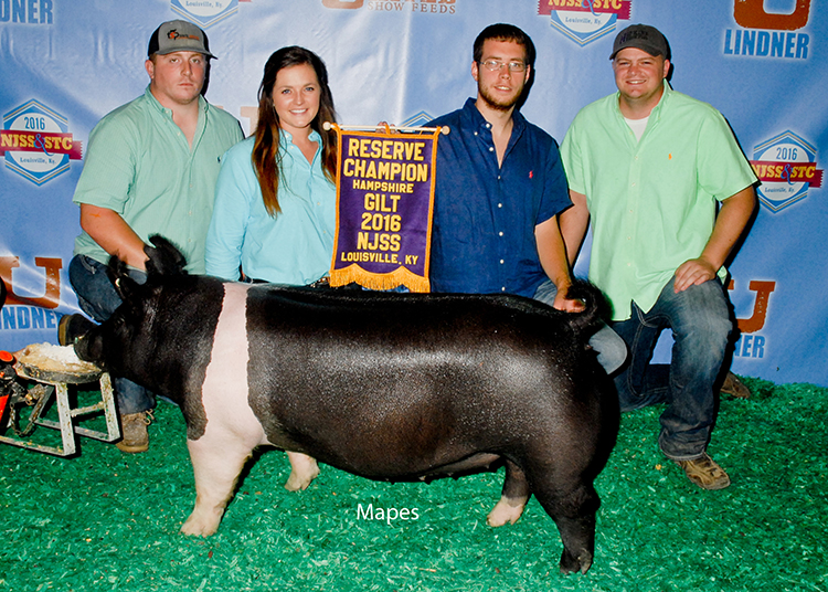 Reserve Champion Hampshire Gilt