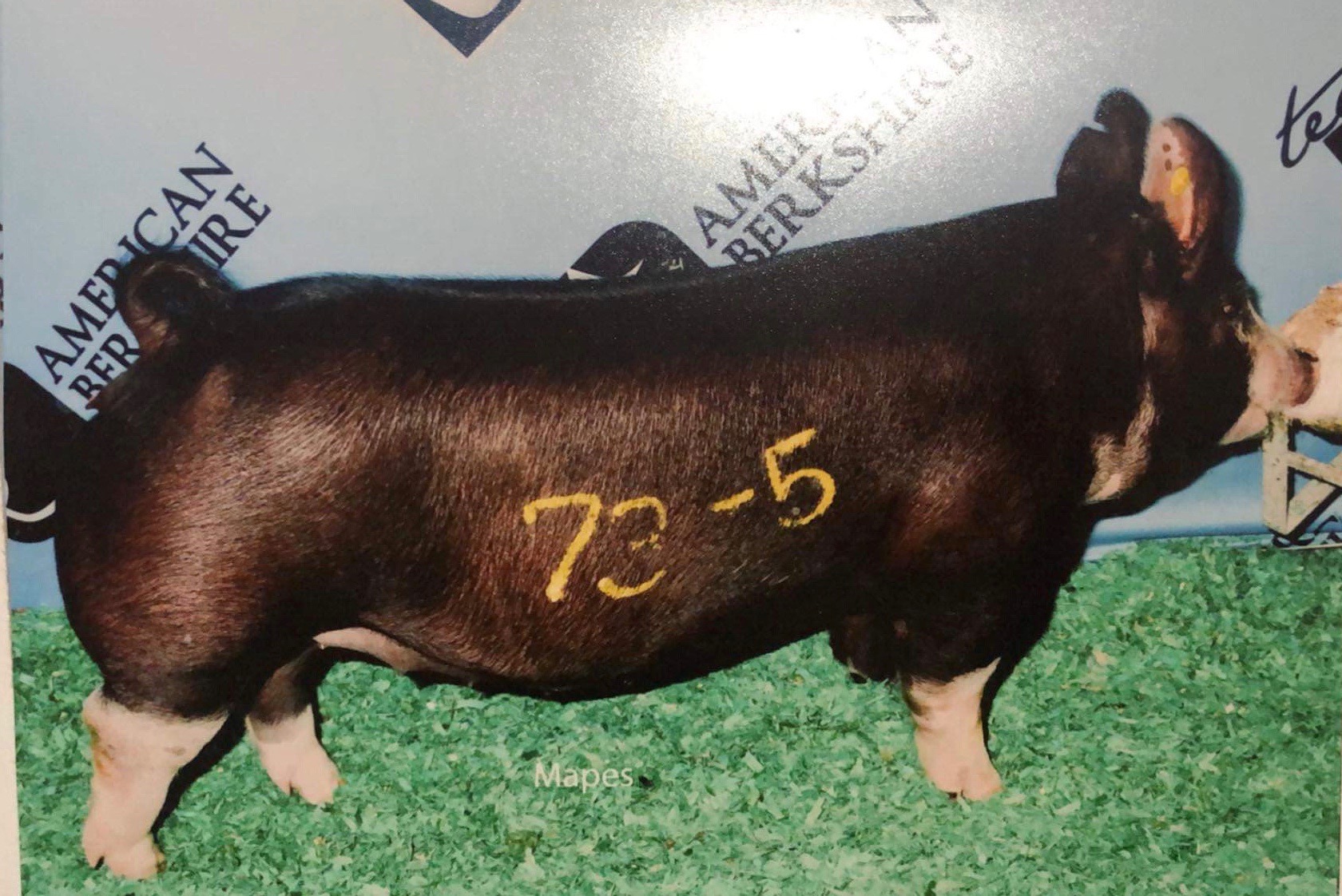 2nd Class 5 Berk Gilt