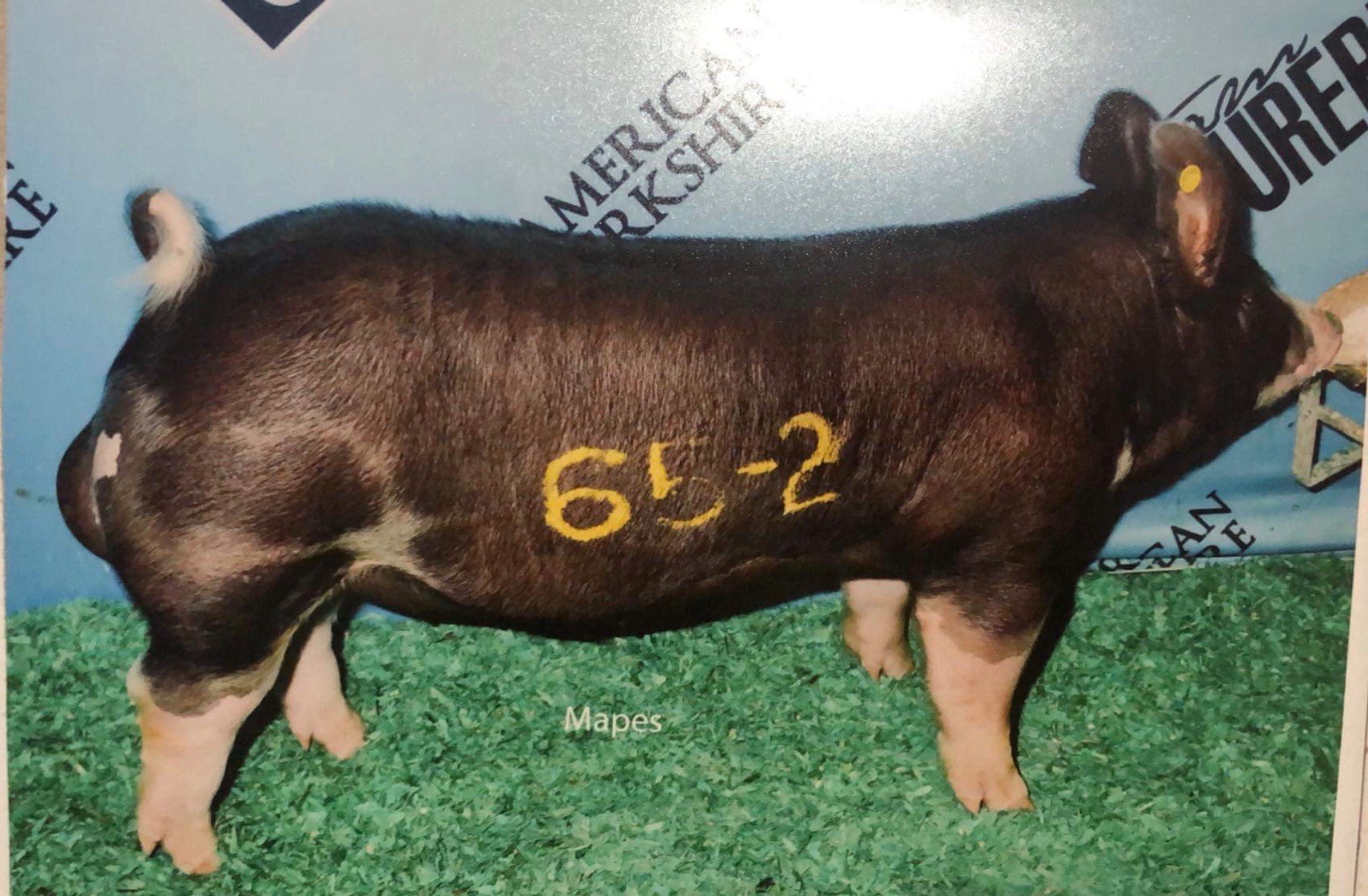 Class-Winning Boar