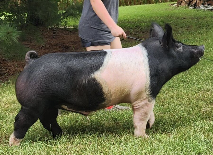 2nd Class 2 Hamp barrow 2023 Illinois State Fair Jr. Show