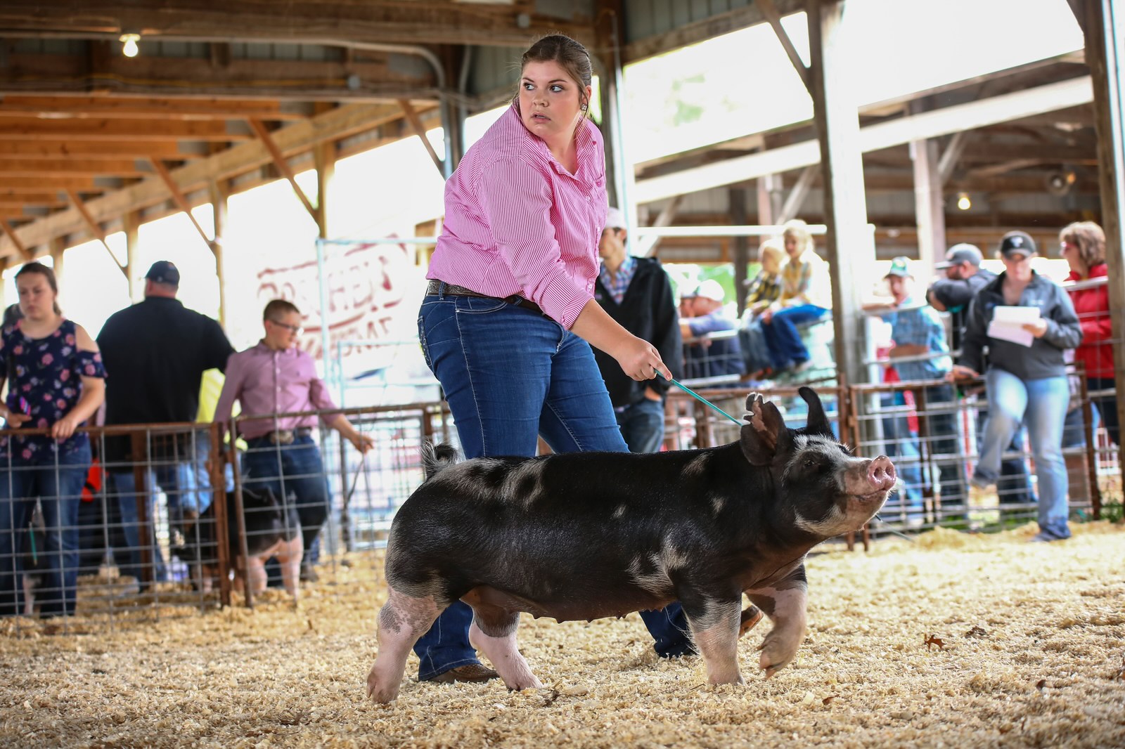Champion Points Berkshire Gilt