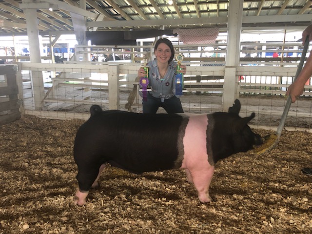 Reserve Champion Market Barrow